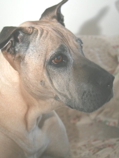 Butler
